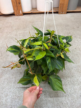 Load image into Gallery viewer, Philodendron Brasil 8" HB