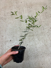Load image into Gallery viewer, Olea europaea 4" - Common Olive