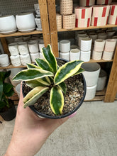 Load image into Gallery viewer, Hoya 'Krinkle 8 Albomarginata' 4" - Wax Plant