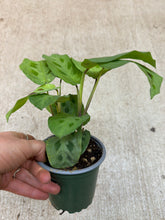 Load image into Gallery viewer, Maranta Green 4" - Prayer Plant