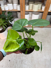 Load image into Gallery viewer, Monstera Deliciosa 6" - Split Leaf Philodendron