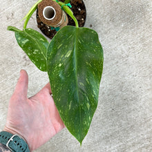 Load image into Gallery viewer, Philodendron Jose Buono 6&quot;