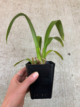 Load image into Gallery viewer, Oncidiopsis Celtic Sun x Burgundian Bizarro 4"