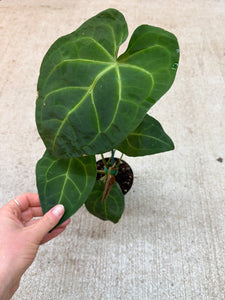 Anthurium forgetii x magnificum 4