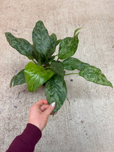 Load image into Gallery viewer, Aglaonema Camouflage 6" - Chinese Evergreen