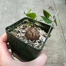 Load image into Gallery viewer, Dioscorea elephantipes 4&quot; - Elephant&#39;s Foot