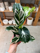Load image into Gallery viewer, Calathea Stella 4"