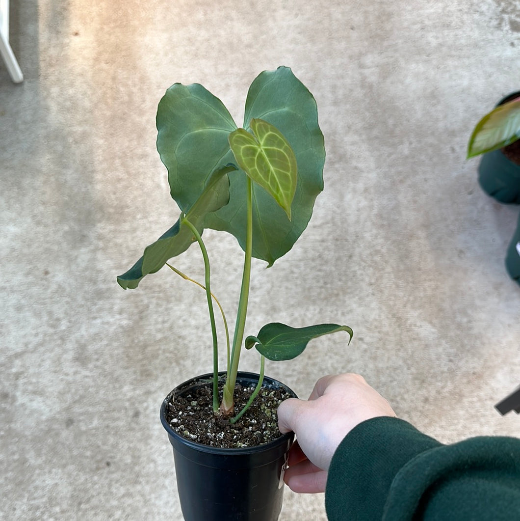 anthurium clarinervium baby plants Anthurium Clarinervium 4" – Kent East Hill Nursery