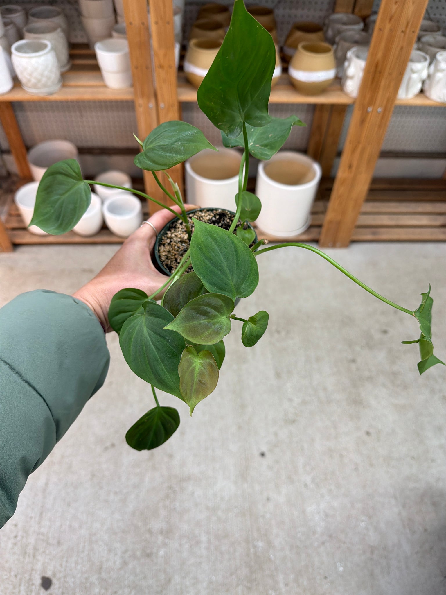 philodendron camposportuanum Philodendron camposportoanum 4" – Kent East Hill Nursery