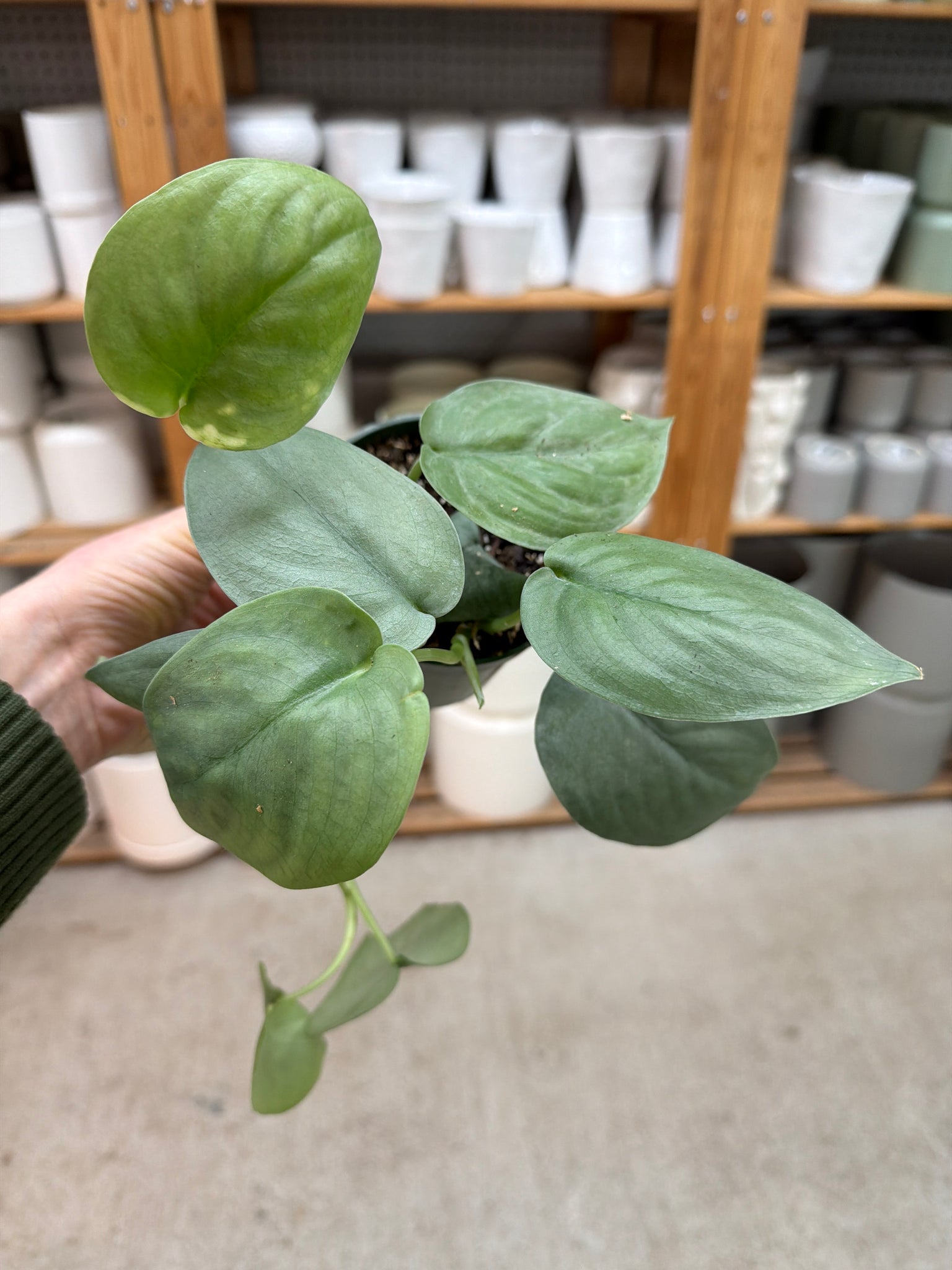platinum pothos Scindapsus platinum 4"