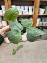 Load image into Gallery viewer, Scindapsus platinum 4" - Satin Pothos