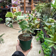 Load image into Gallery viewer, Ficus Triangularis Variegated 4&quot; - Fig