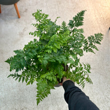 Load image into Gallery viewer, Rumohra adiantiformis 6&quot; - Leatherleaf Fern