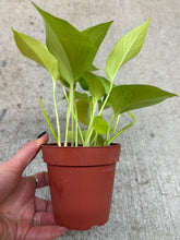 Load image into Gallery viewer, Epipremnum aureum neon 4" - Pothos