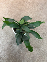 Load image into Gallery viewer, Platycerium sp. 10" Wall Planter - Staghorn Fern