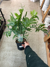 Load image into Gallery viewer, Phlebodium aureum 6&quot; - Blue Star Fern
