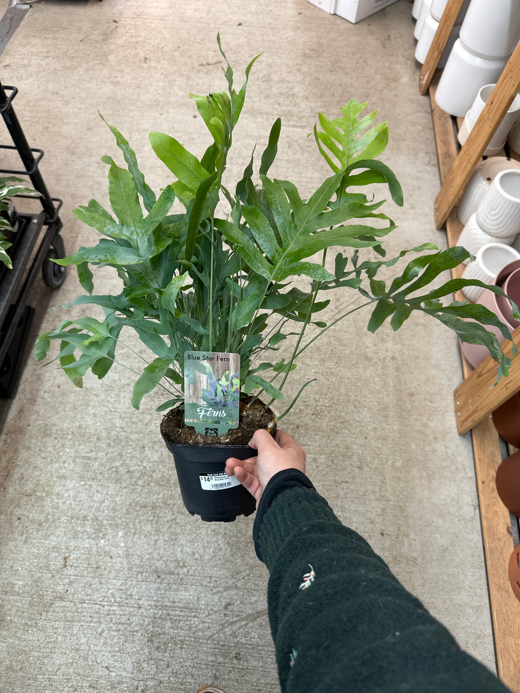 Phlebodium aureum 6