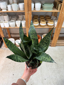 large sansevieria plant Sansevieria zeylanica superba 6"