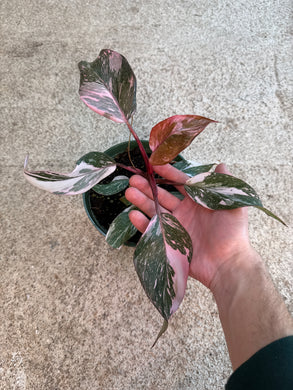 Philodendron Pink Princess Marble 6