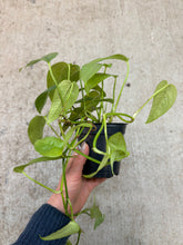 Load image into Gallery viewer, Epipremnum 'Cebu Blue' 4" - Cebu Blue Pothos