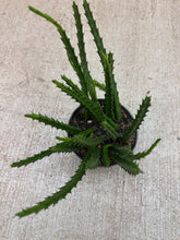 Load image into Gallery viewer, Orbea mutabilis 6"
