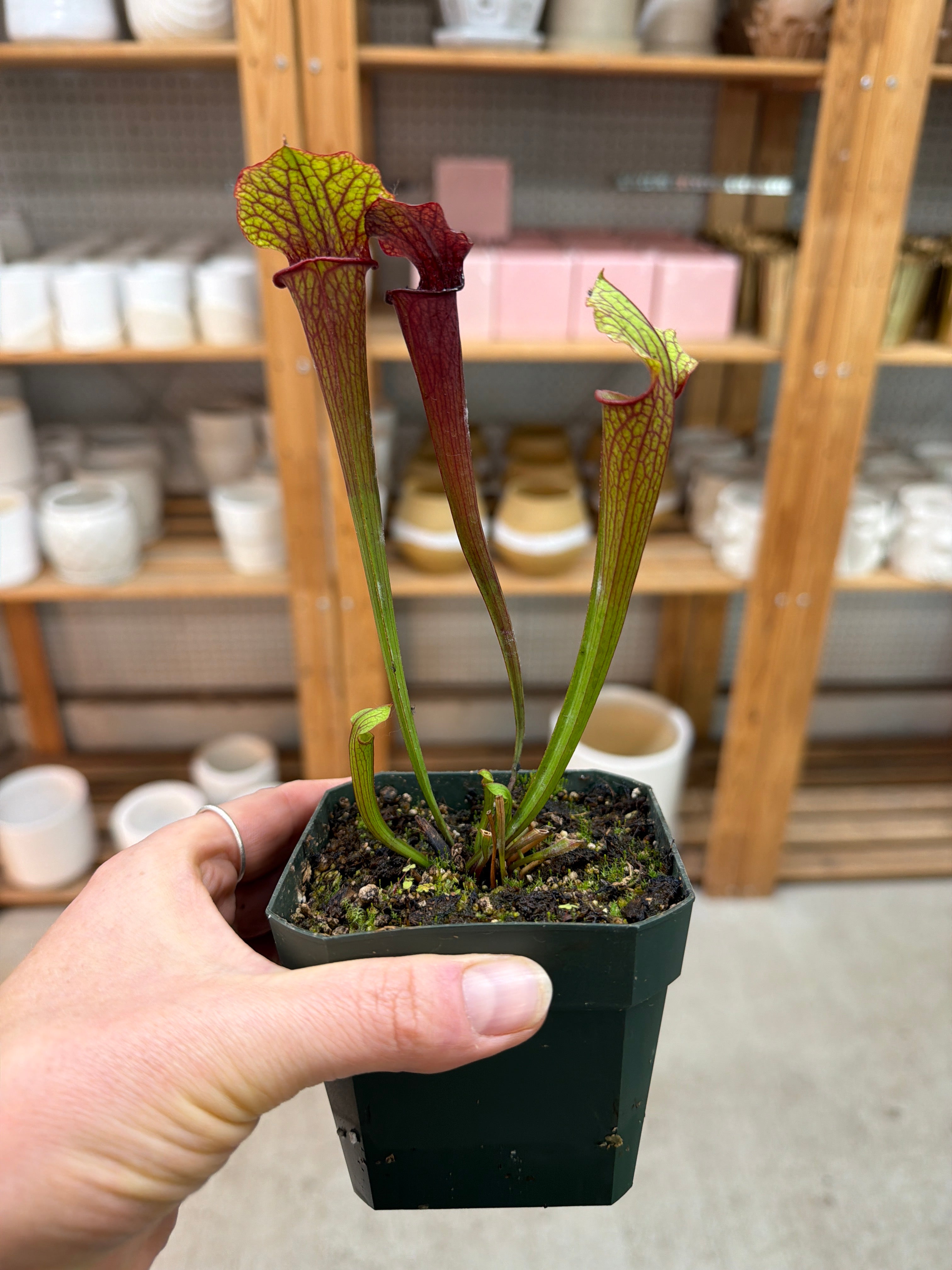pitcher pot plant Sarracenia 4"
