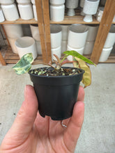 Load image into Gallery viewer, Philodendron Billietiae Variegata 2"