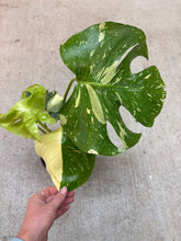 Load image into Gallery viewer, Monstera Thai Constellation 6&quot; - Small