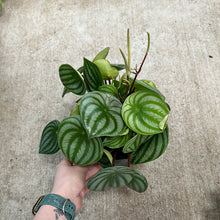 Load image into Gallery viewer, Peperomia Watermelon 6&quot;