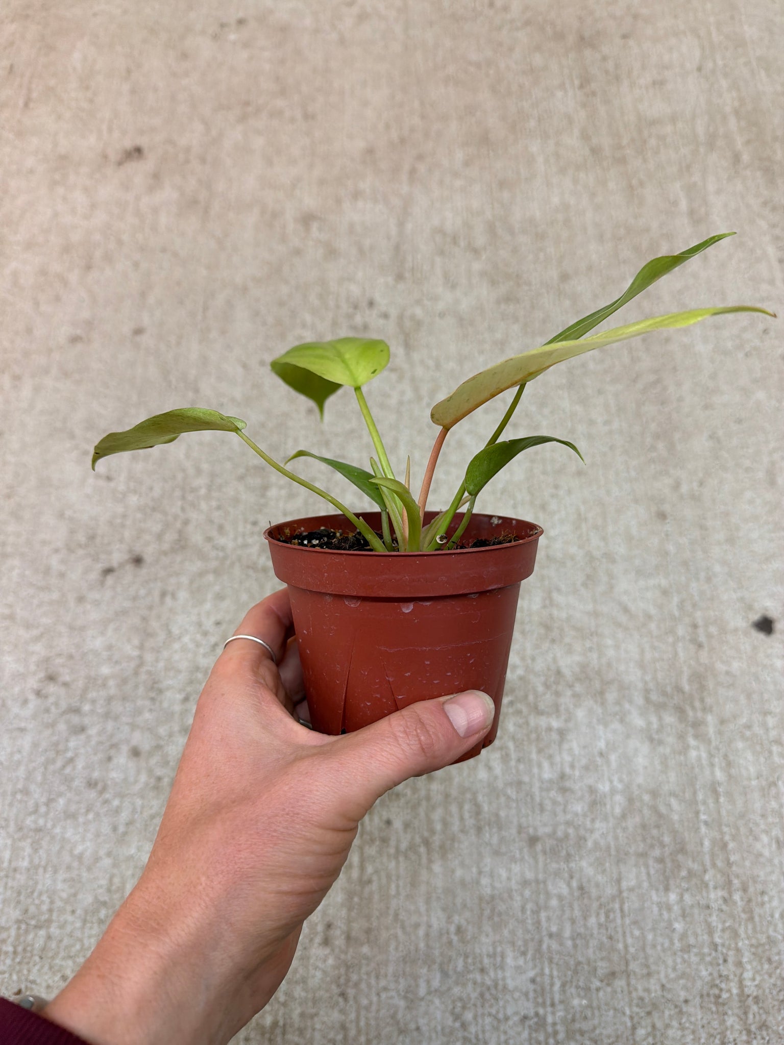 philodendron snowdrift price Philodendron Snowdrift 4" – Kent East Hill Nursery