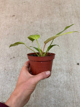 Load image into Gallery viewer, Philodendron Snowdrift 4"