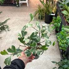 Load image into Gallery viewer, Ficus Triangularis Variegated 4&quot;