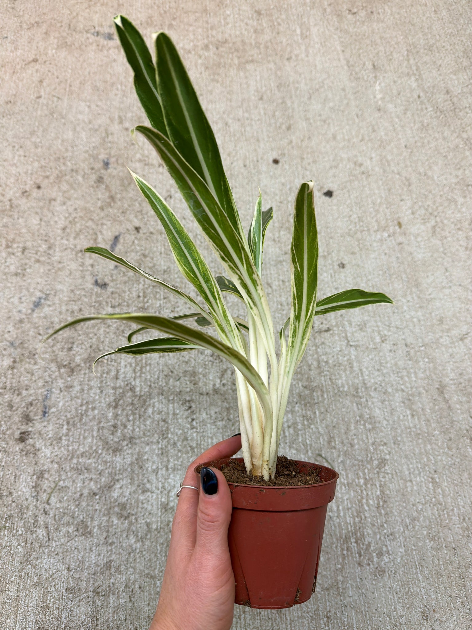 aglaonema long stem Aglaonema Bamboo 4"