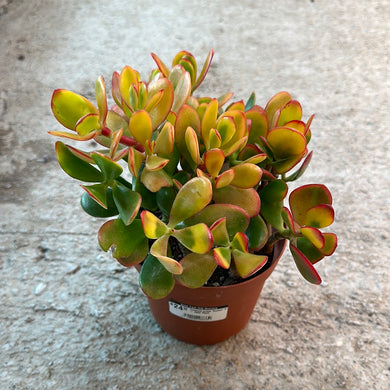 Crassula ovata 'Sunset' 6