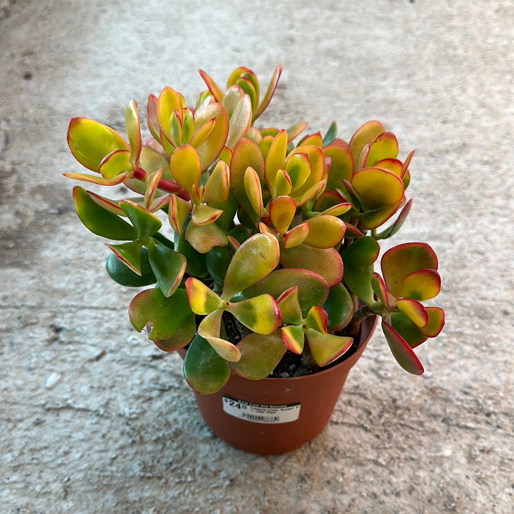 jade plant sunset Crassula ovata 'Sunset' 6"