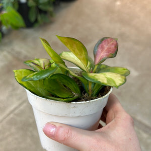 Hoya australis 'Tricolor' 4"