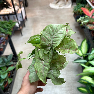 Syngonium p. 'Milk Confetti' 4