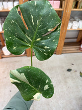 Load image into Gallery viewer, Monstera deliciosa Thai Constellation 4&quot;