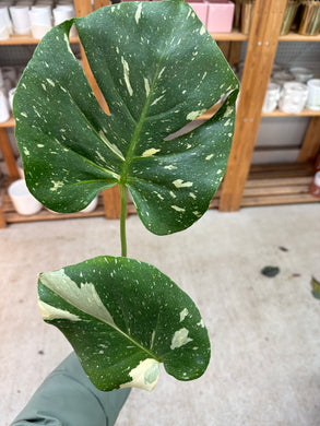 Monstera deliciosa Thai Constellation 4