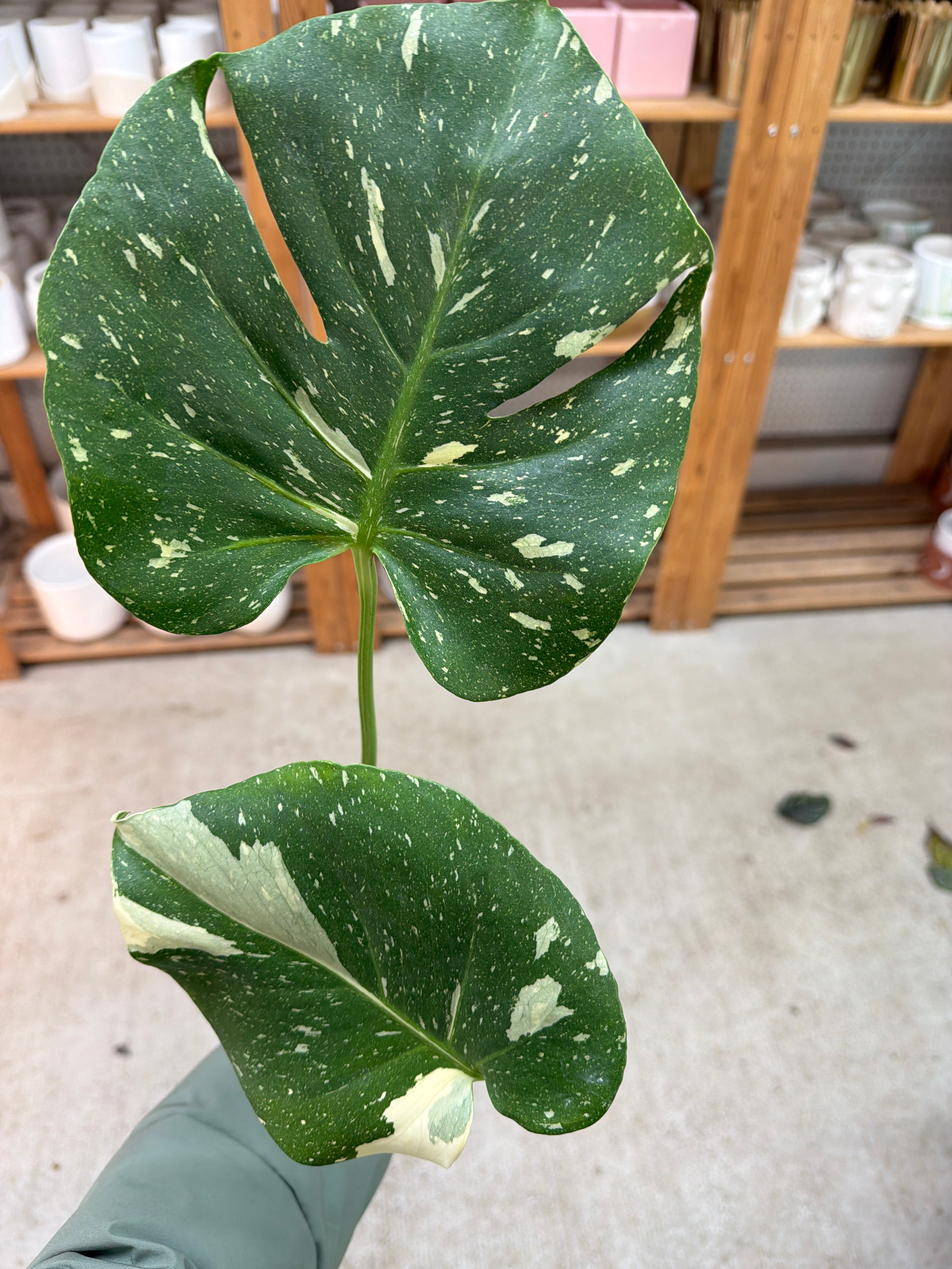 thai constellation monstera for sale near me Monstera deliciosa Thai Constellation 4"