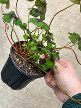 Load image into Gallery viewer, Oxalis tetraphylla &#39;Iron Cross&#39; 4&quot; -  Shamrock