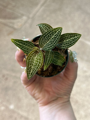 Ludochilus Poly 2