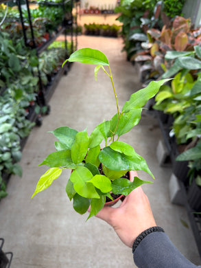 Ficus Margarite 4