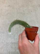 Load image into Gallery viewer, Cleistocactus winteri ssp. colademononis  3" - Monkey Tail Cactus
