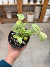 Load image into Gallery viewer, Begonia peppermint 4"