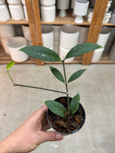 Load image into Gallery viewer, Hoya amicabilis 2"