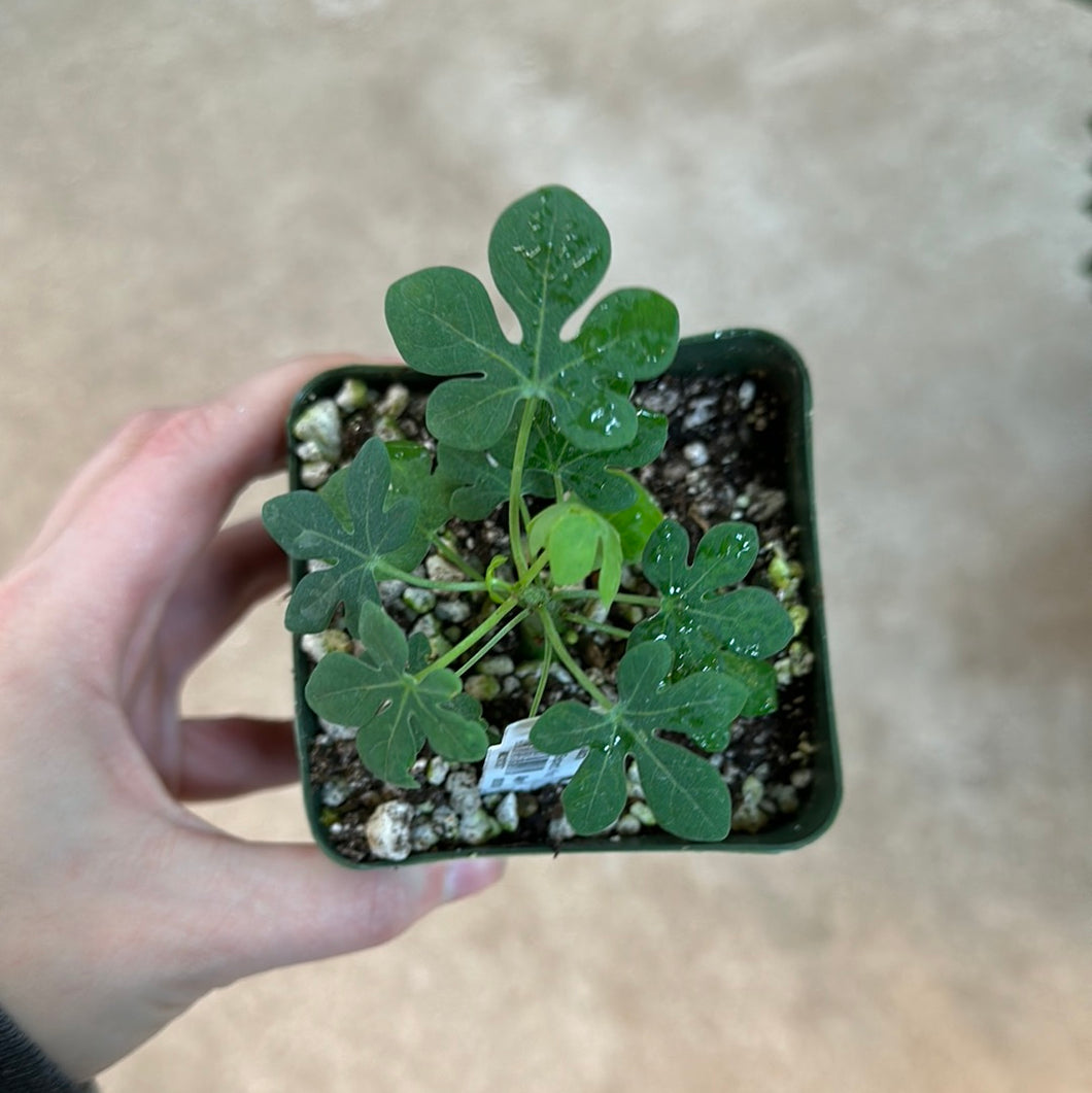 succulent elephant foot Adenia glauca 4"