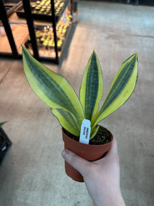 snake plant dust Sansevieria Gold Dust 4"
