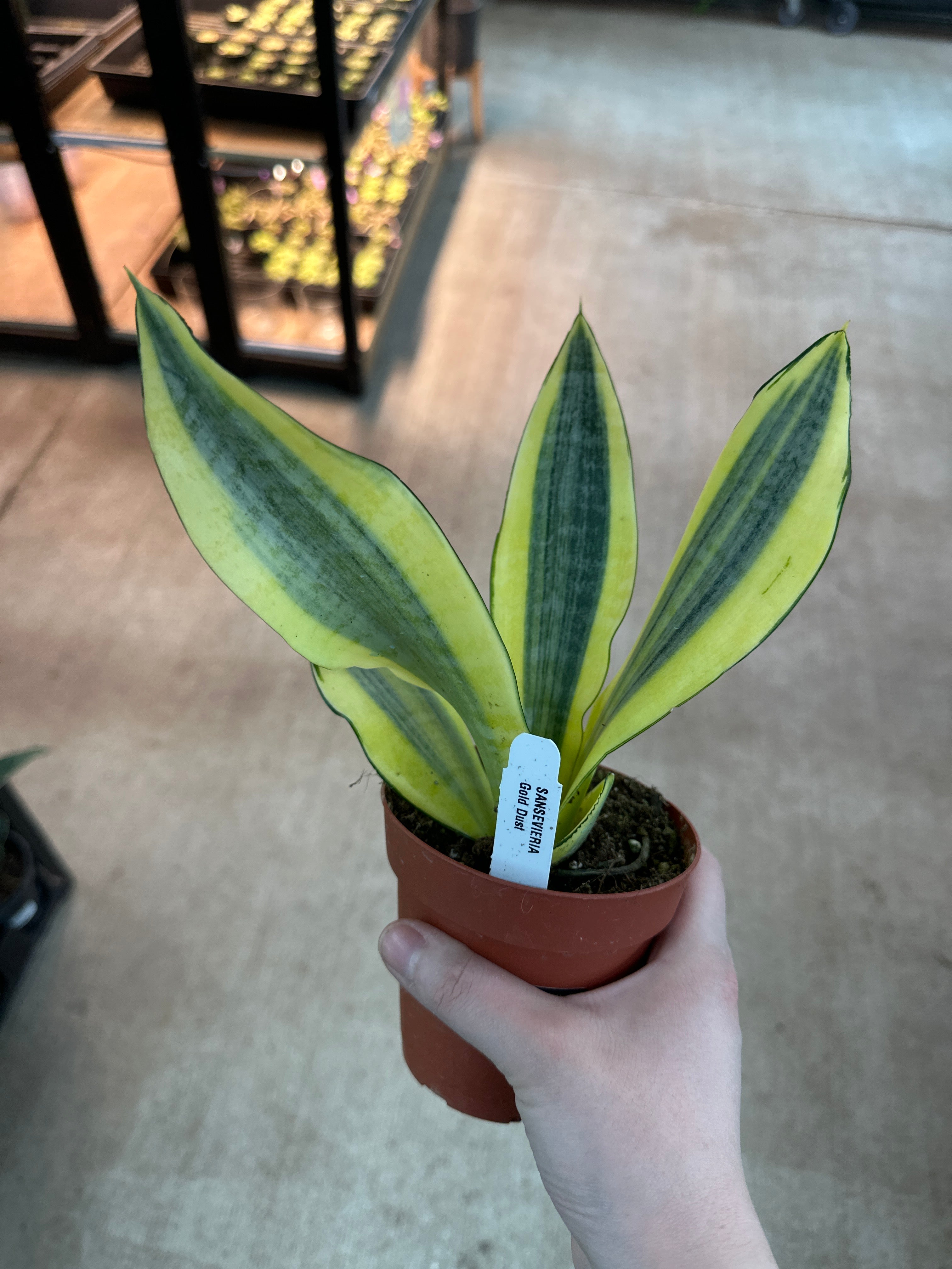 Sansevieria Gold Dust 4