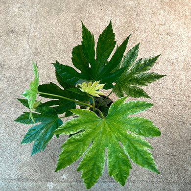 Fatsia 'Spider's Web' 6